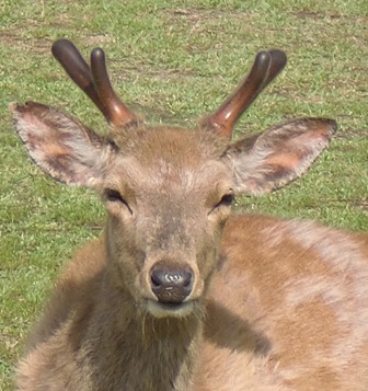 鹿の角☆袋角付き☆超貴重 鹿角（S） | VENISON PET FOOD ｜ yamagochi やまゴチ